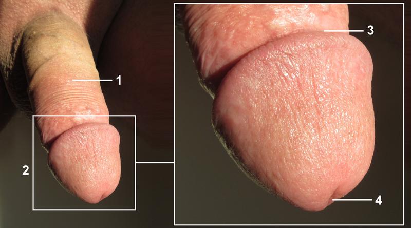 Idealny rozmiar penisa – jaki wybrać, aby czuć się pewnie?