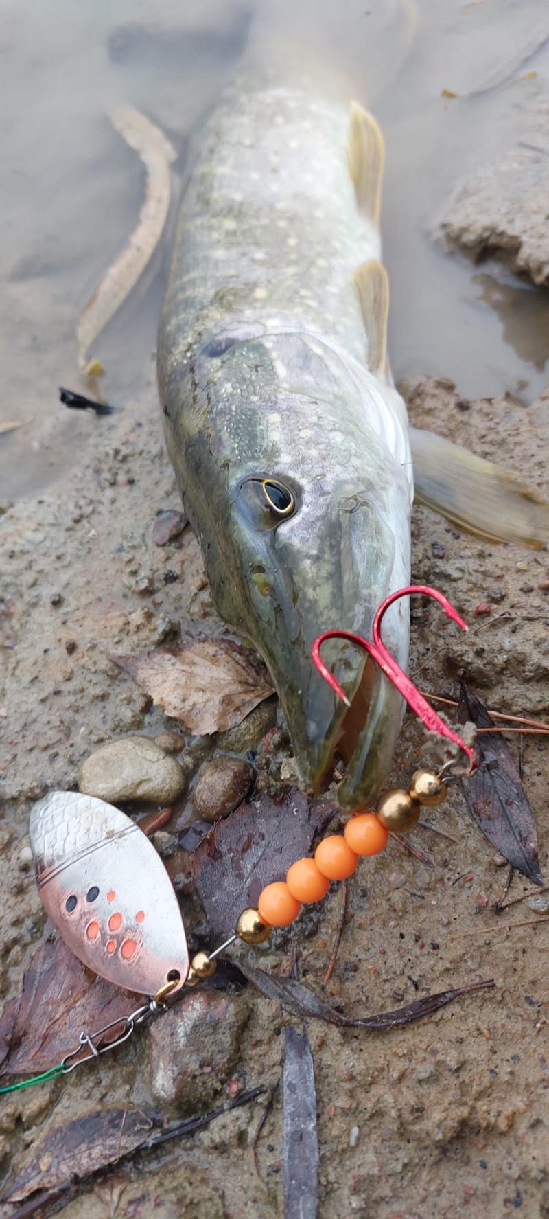 Kolory obrotówek na szczupaka