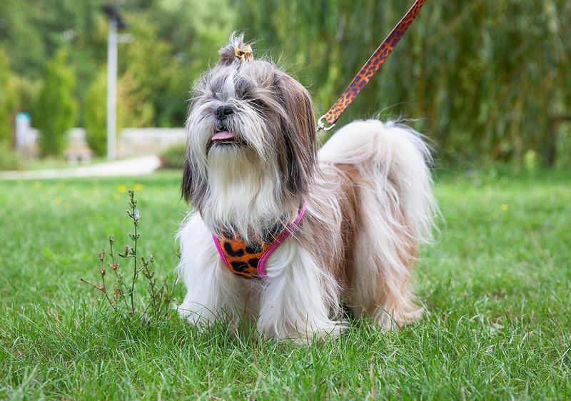 Materiały szelków dla psów