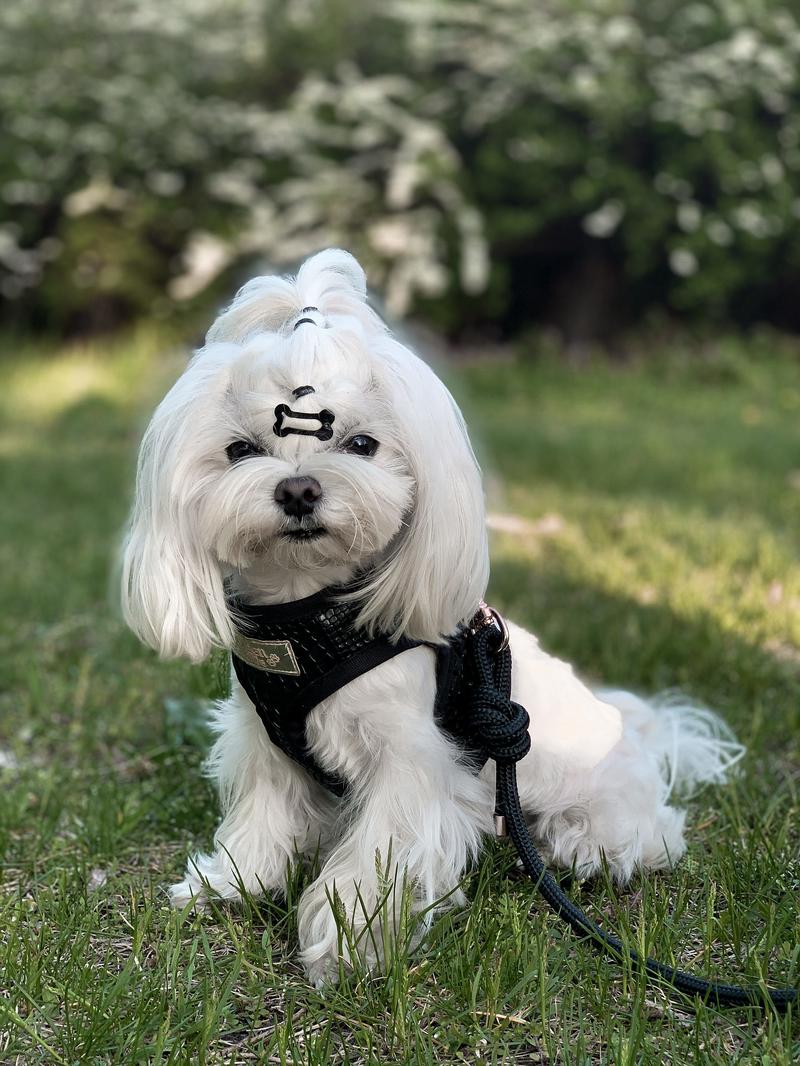 Rozmiar szelek dla shih tzu