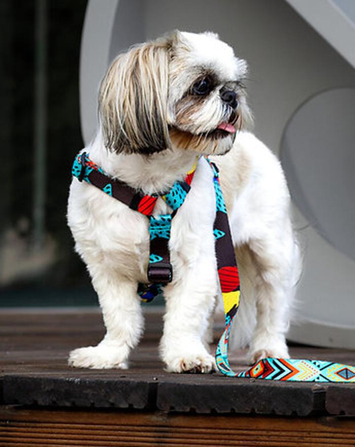 Szelki bezuciskowe dla shih tzu